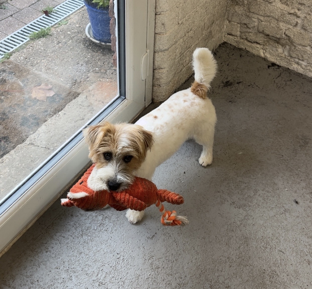 Hair and Hound Dog Grooming's image