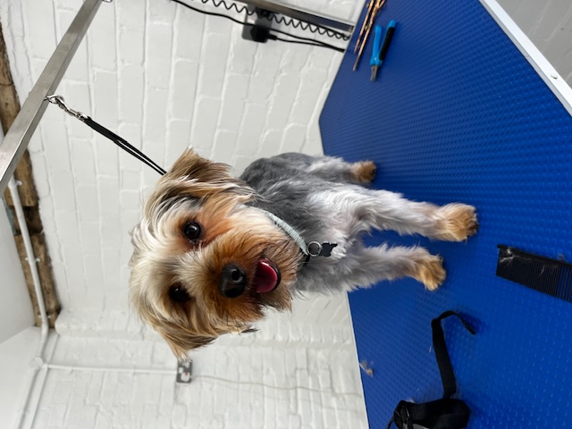 Hair and Hound Dog Grooming's image