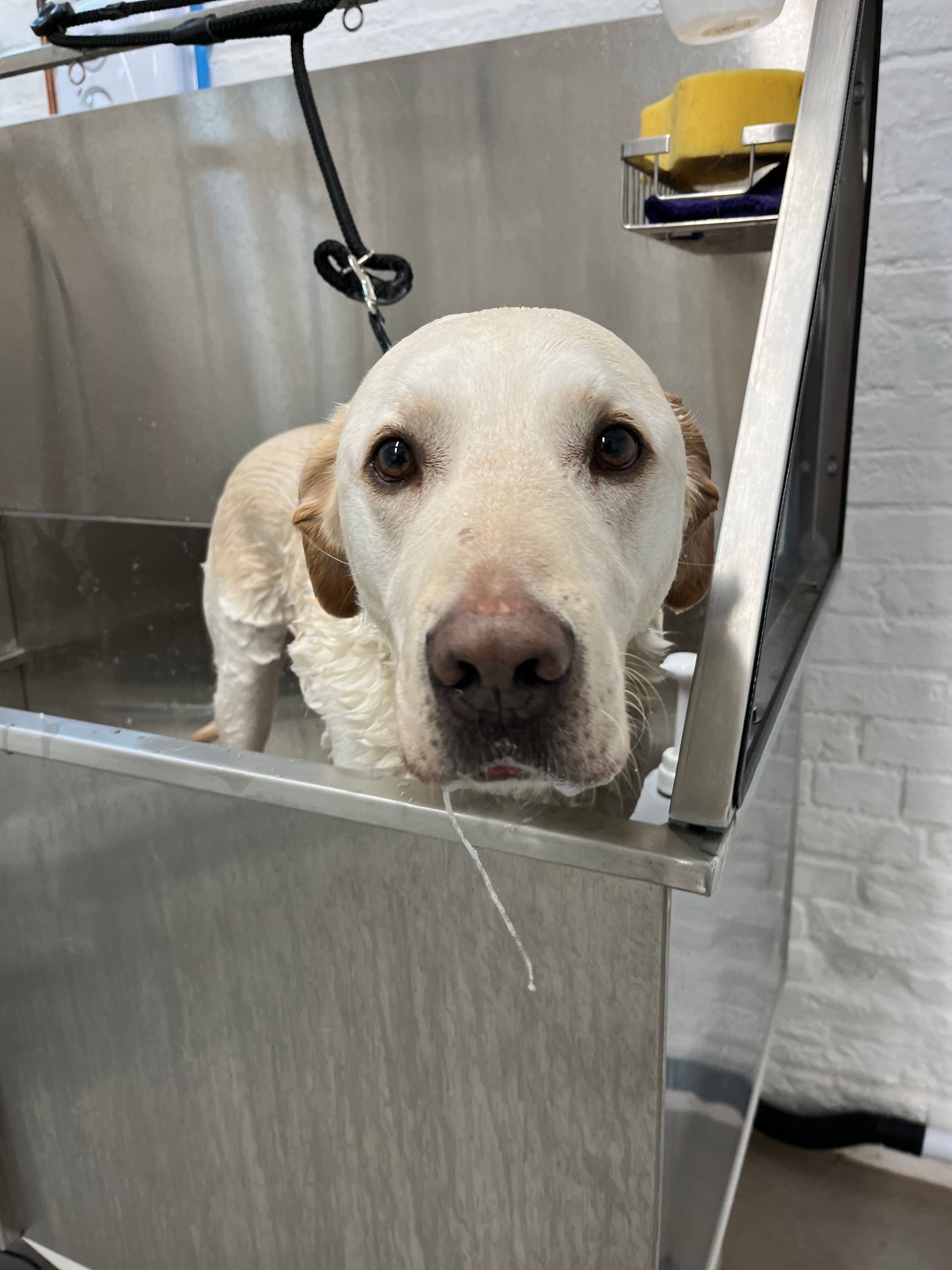 Hair and Hound Dog Grooming's image
