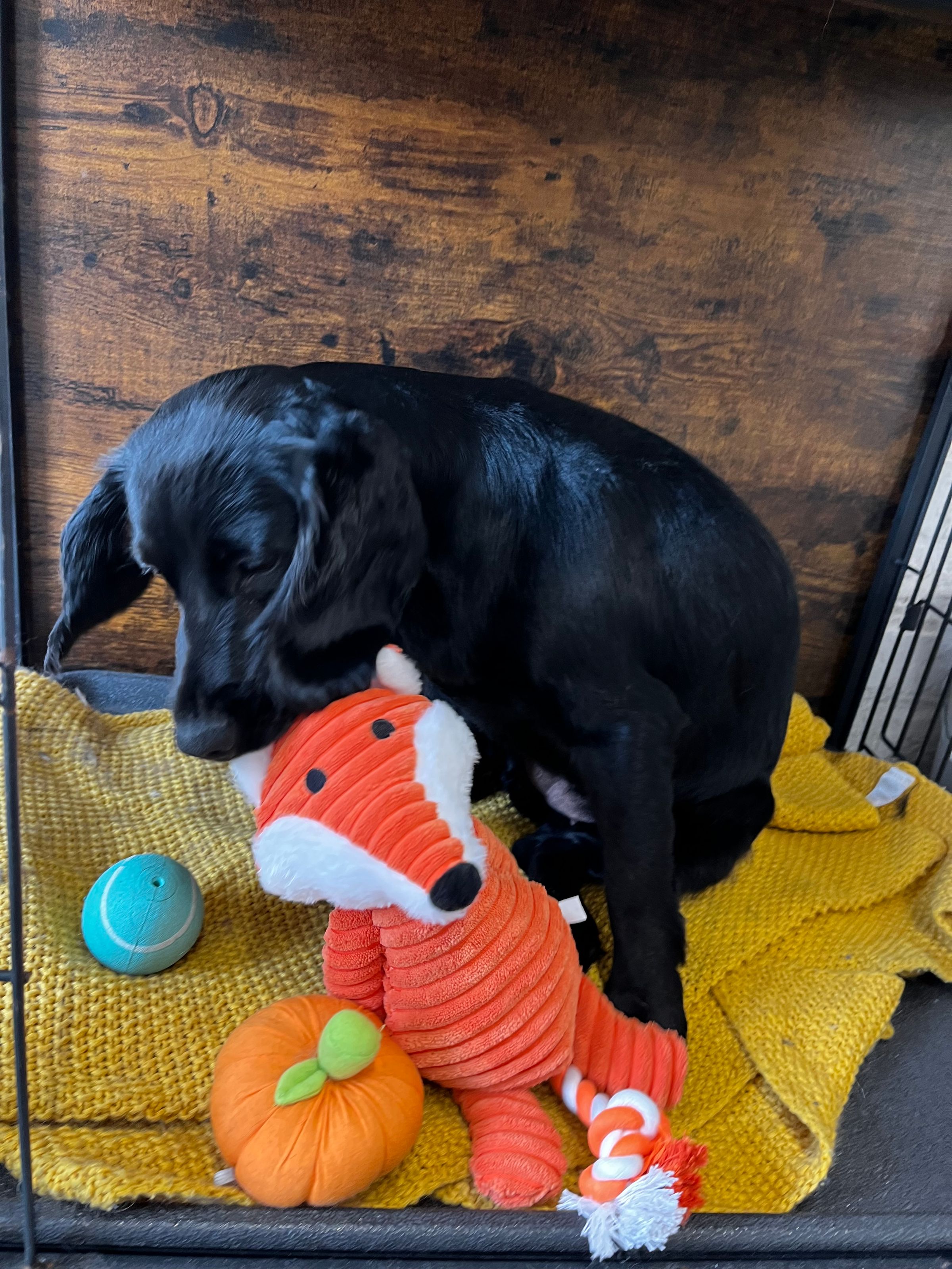 Hair and Hound Dog Grooming's image