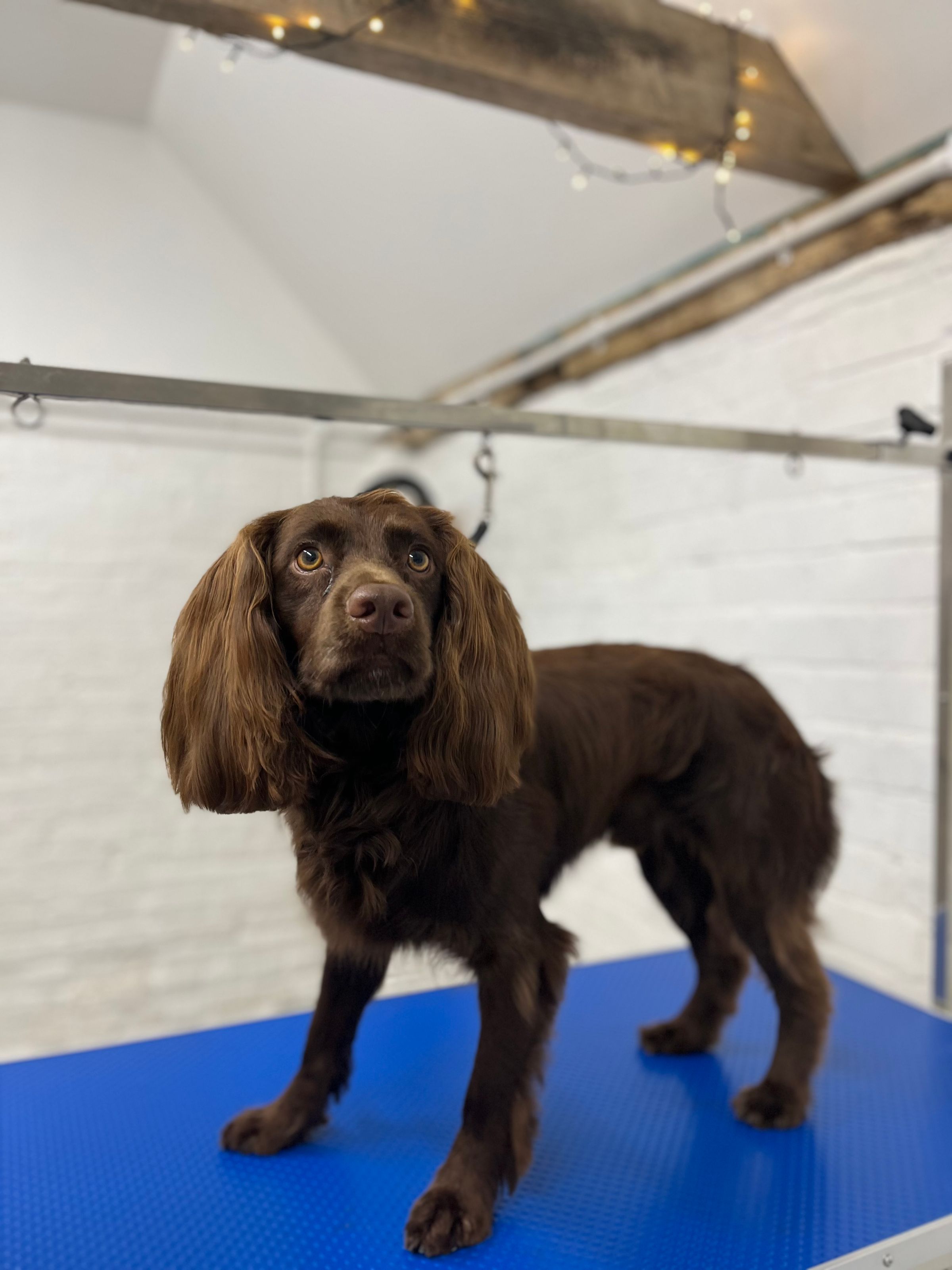 Hair and Hound Dog Grooming's image
