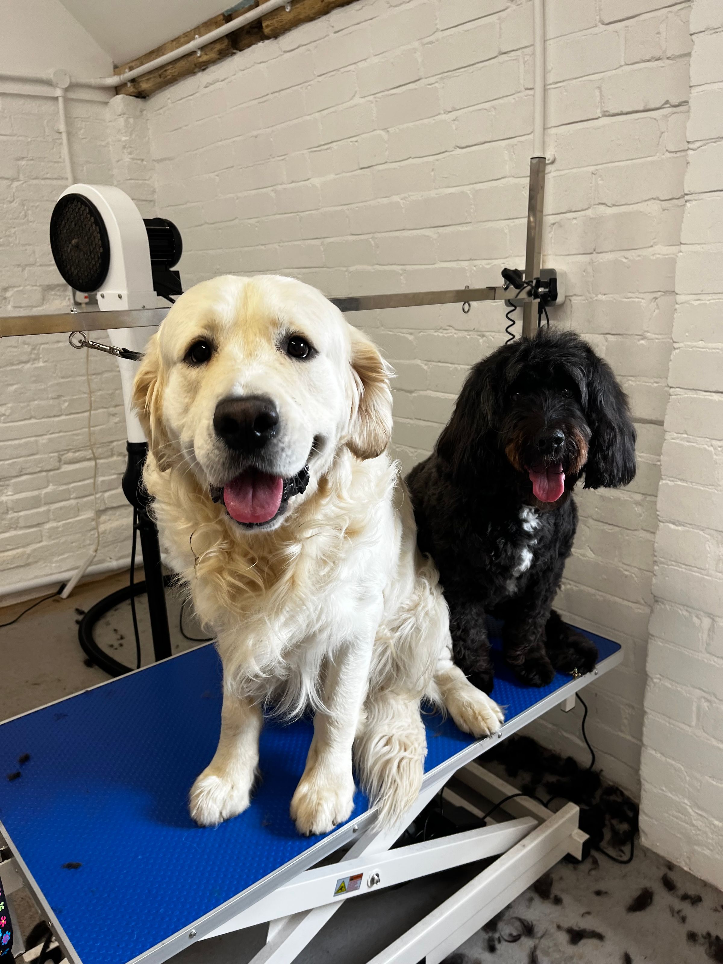 Hair and Hound Dog Grooming's image