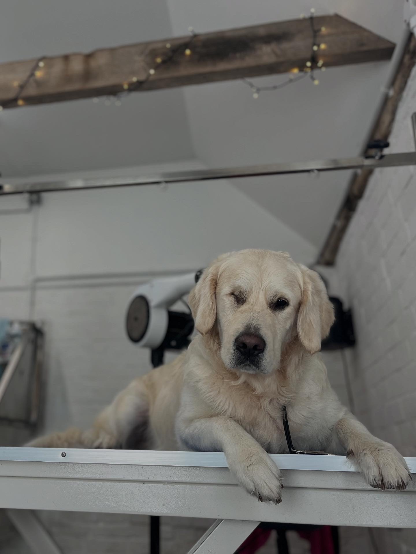 Hair and Hound Dog Grooming's image