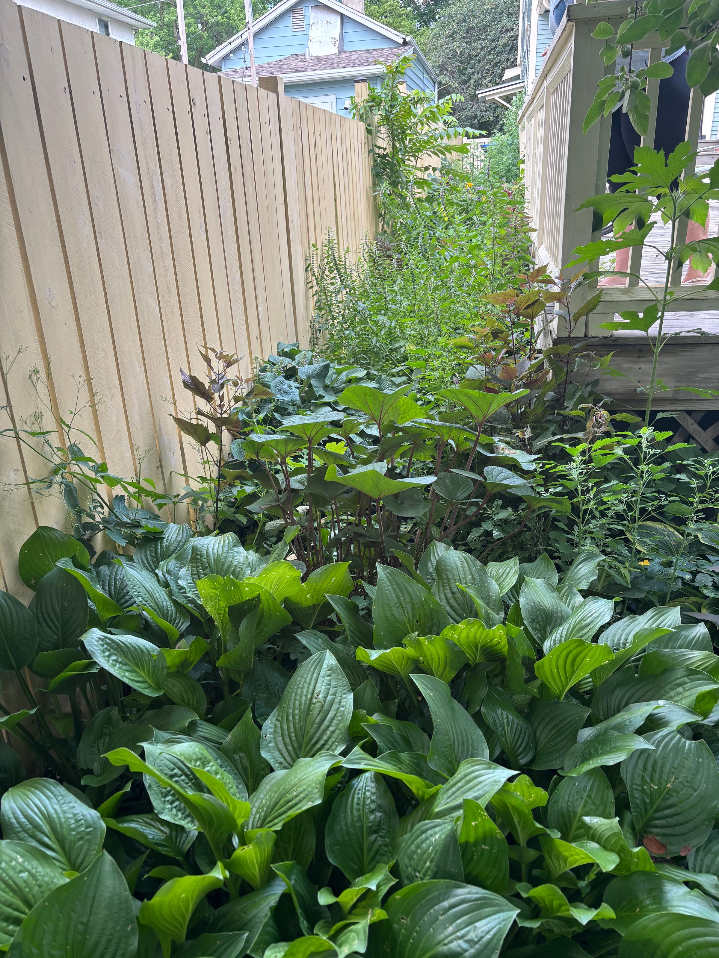 Green-Axis's image