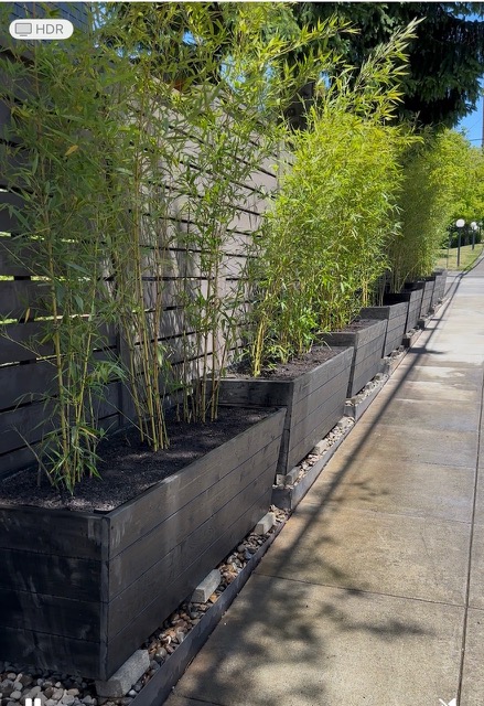 Bamboo Paradise's image