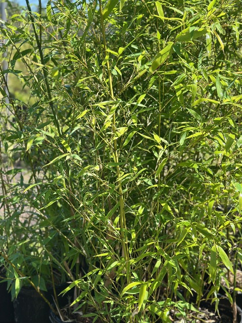 Bamboo Paradise's image
