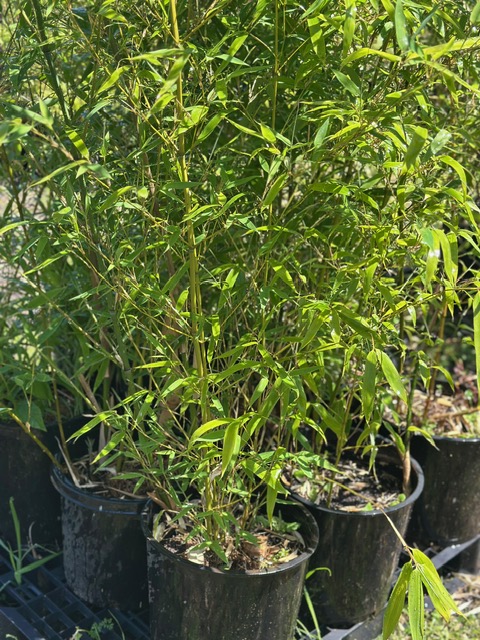 Bamboo Paradise's image