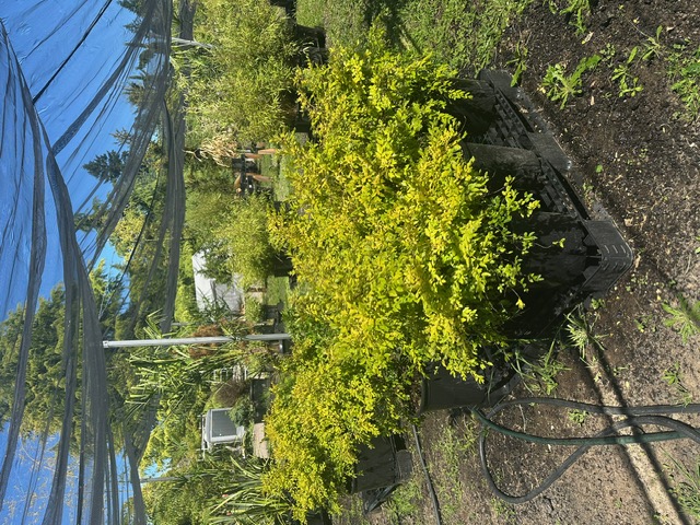 Bamboo Paradise's image