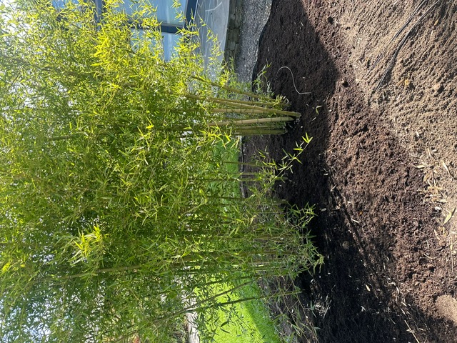 Bamboo Paradise's image