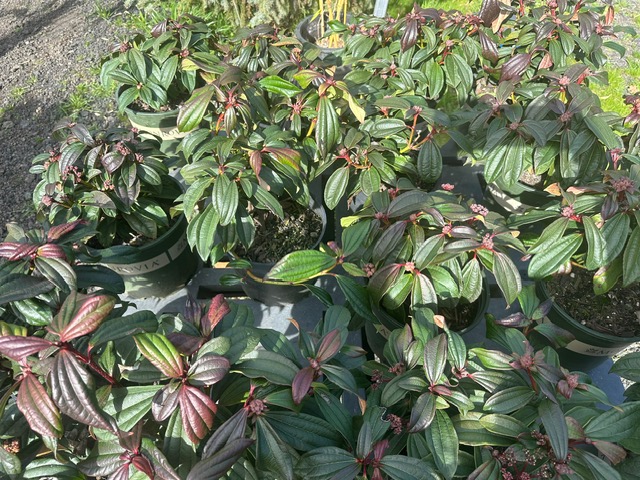 Bamboo Paradise's image