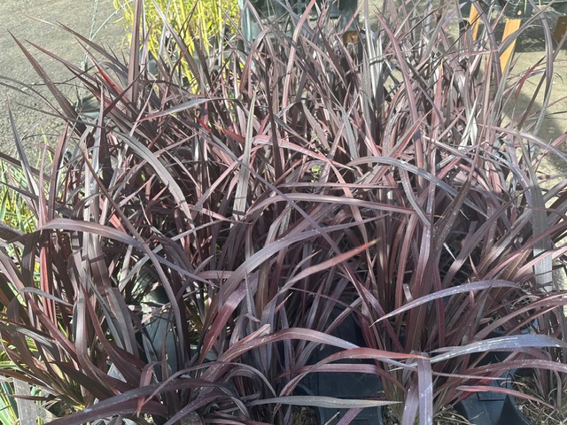 Bamboo Paradise's image