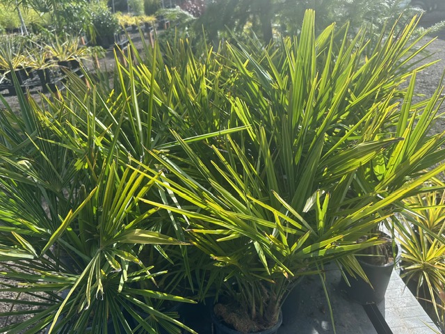 Bamboo Paradise's image
