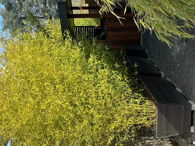 Bamboo Paradise's image