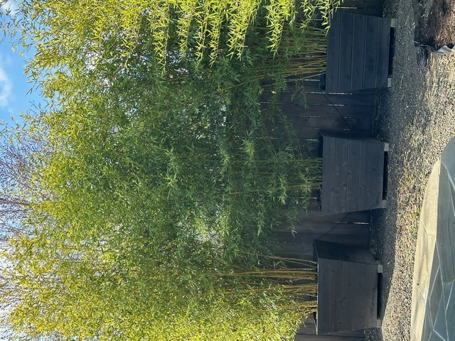 Bamboo Paradise's image