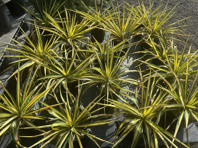 Bamboo Paradise's image