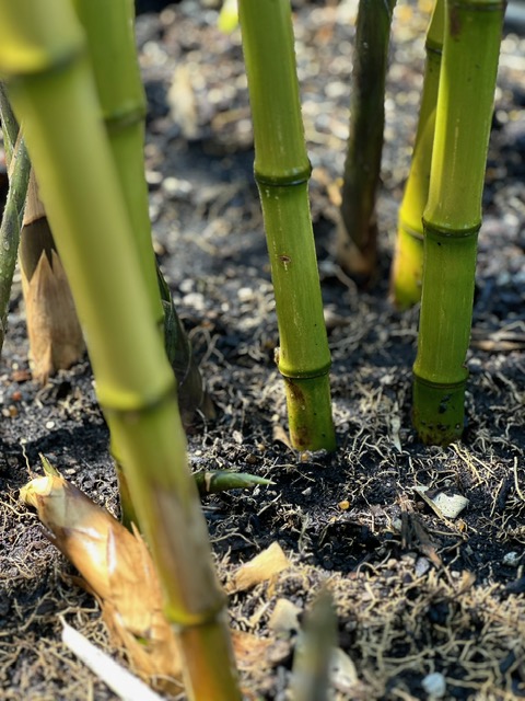 Bamboo Paradise's image