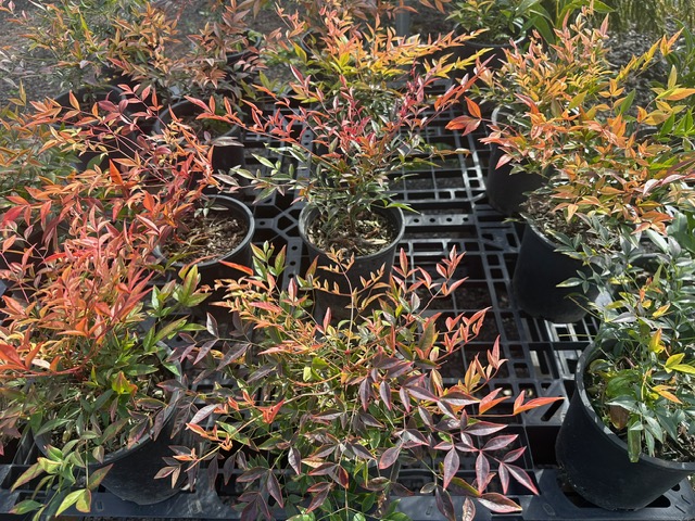 Bamboo Paradise's image