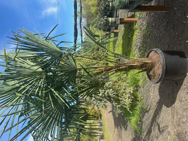 Bamboo Paradise's image