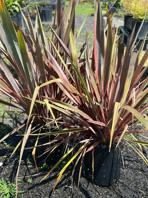 Bamboo Paradise's image