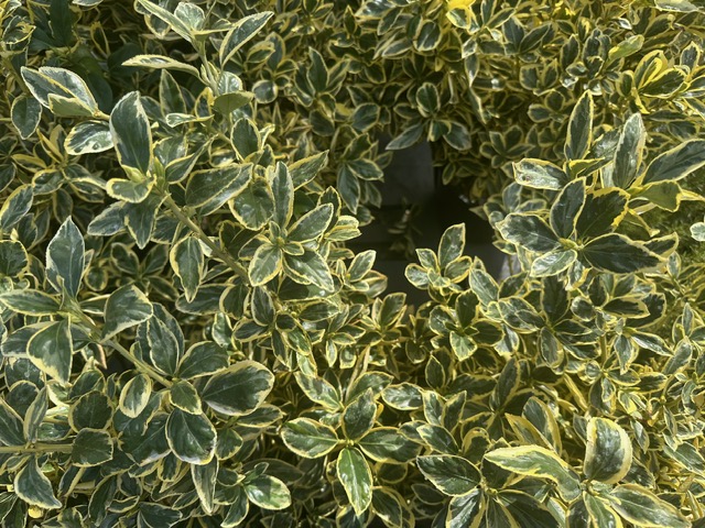 Bamboo Paradise's image