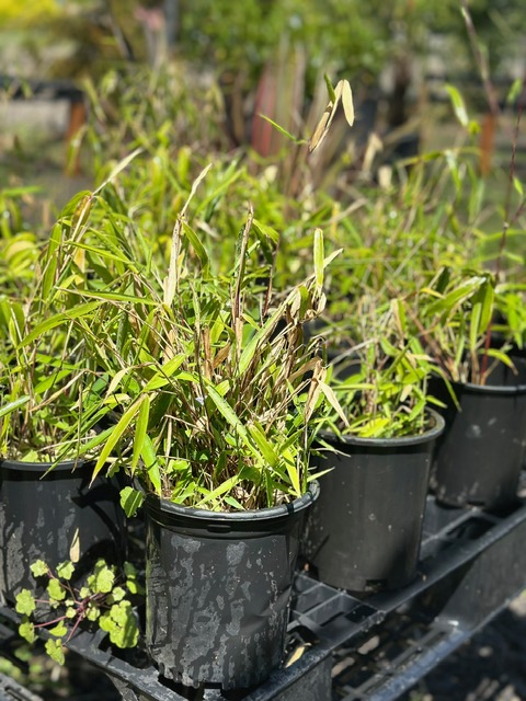 Bamboo Paradise's image
