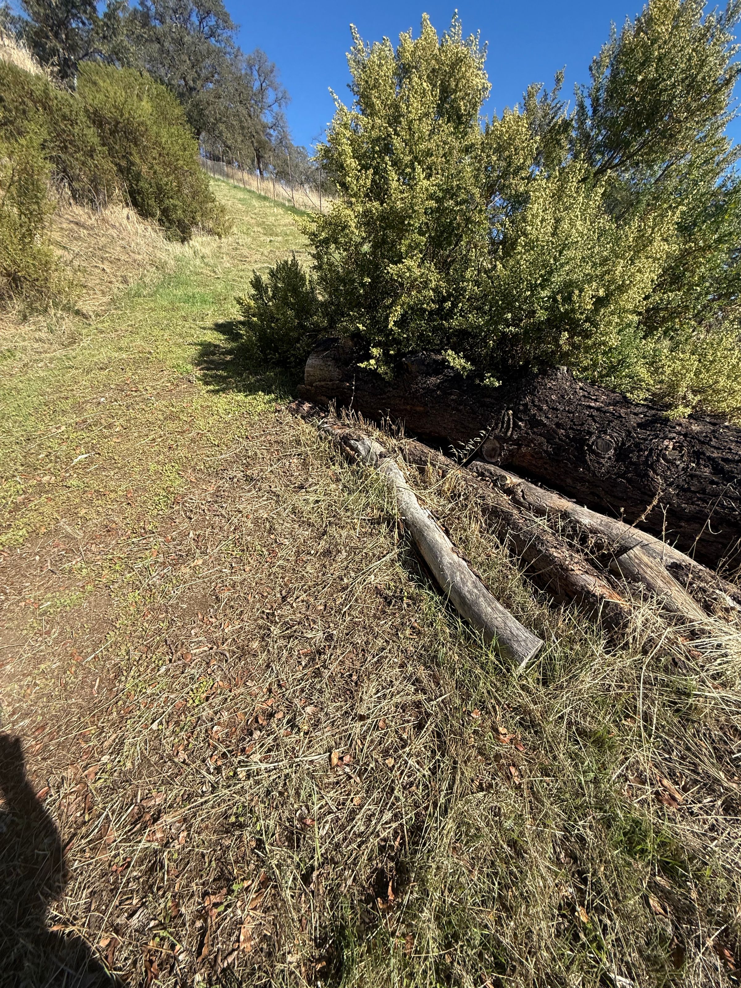 Brush/Tree Clearing