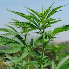 Guided Microdose Tours's image