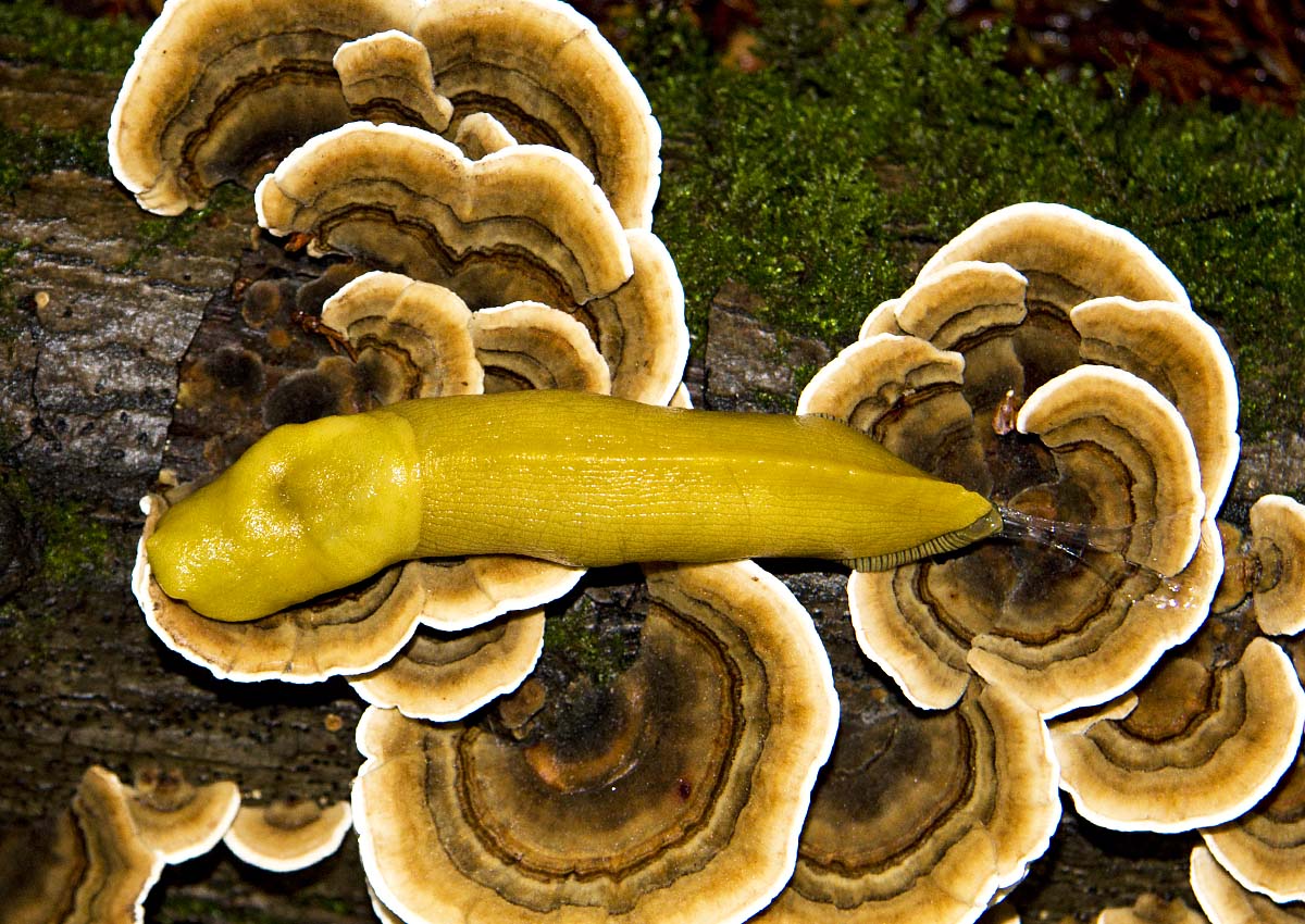 Guided Microdose Tours's image