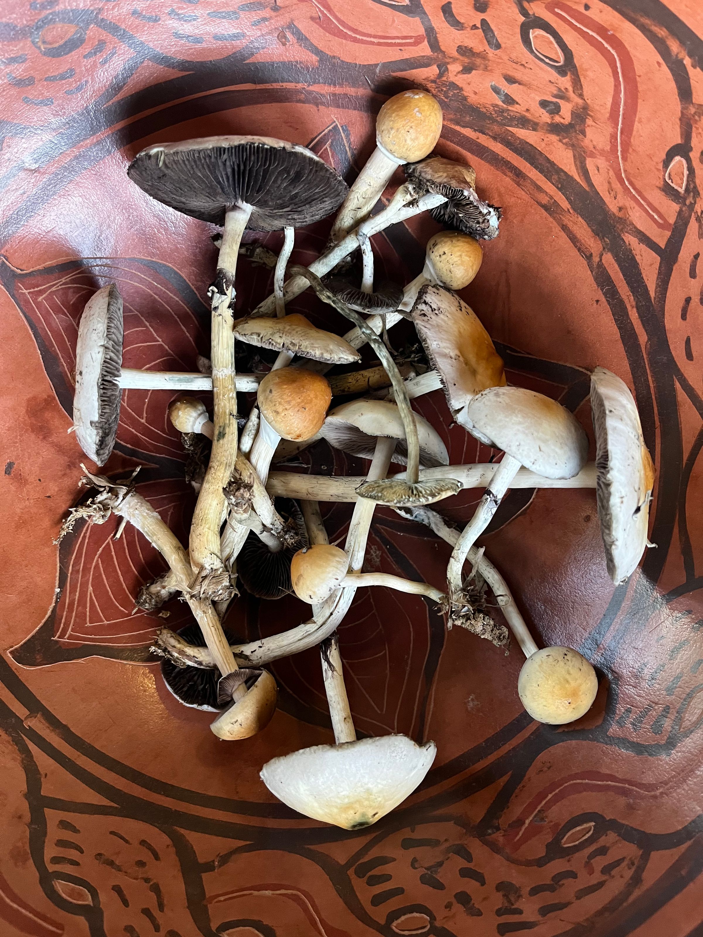 Guided Microdose Tours's image