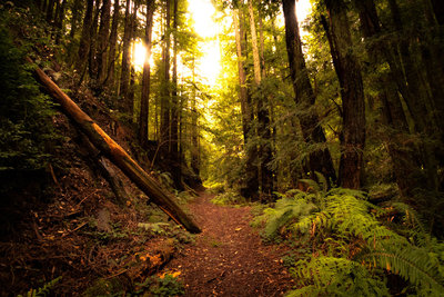 Guided Microdose Tours's image