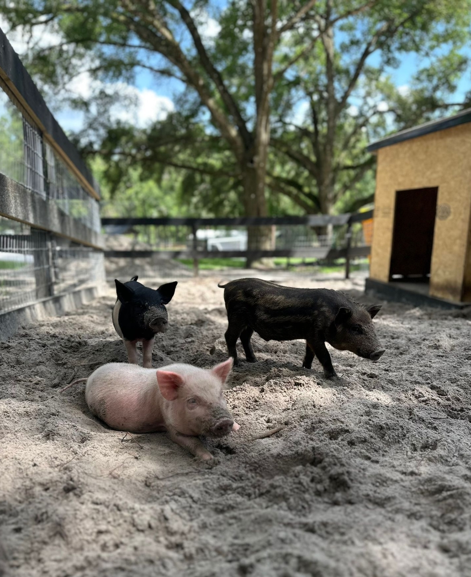 Terra Verde Farm's image