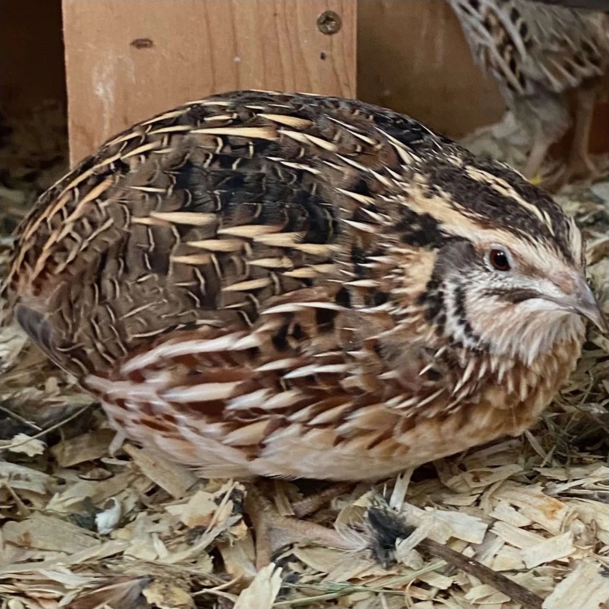 Terra Verde Farm's image