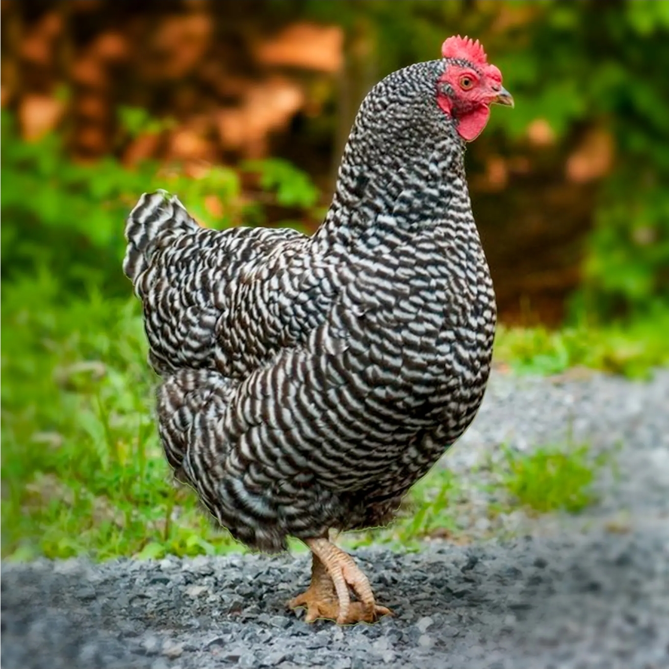 Terra Verde Farm's image