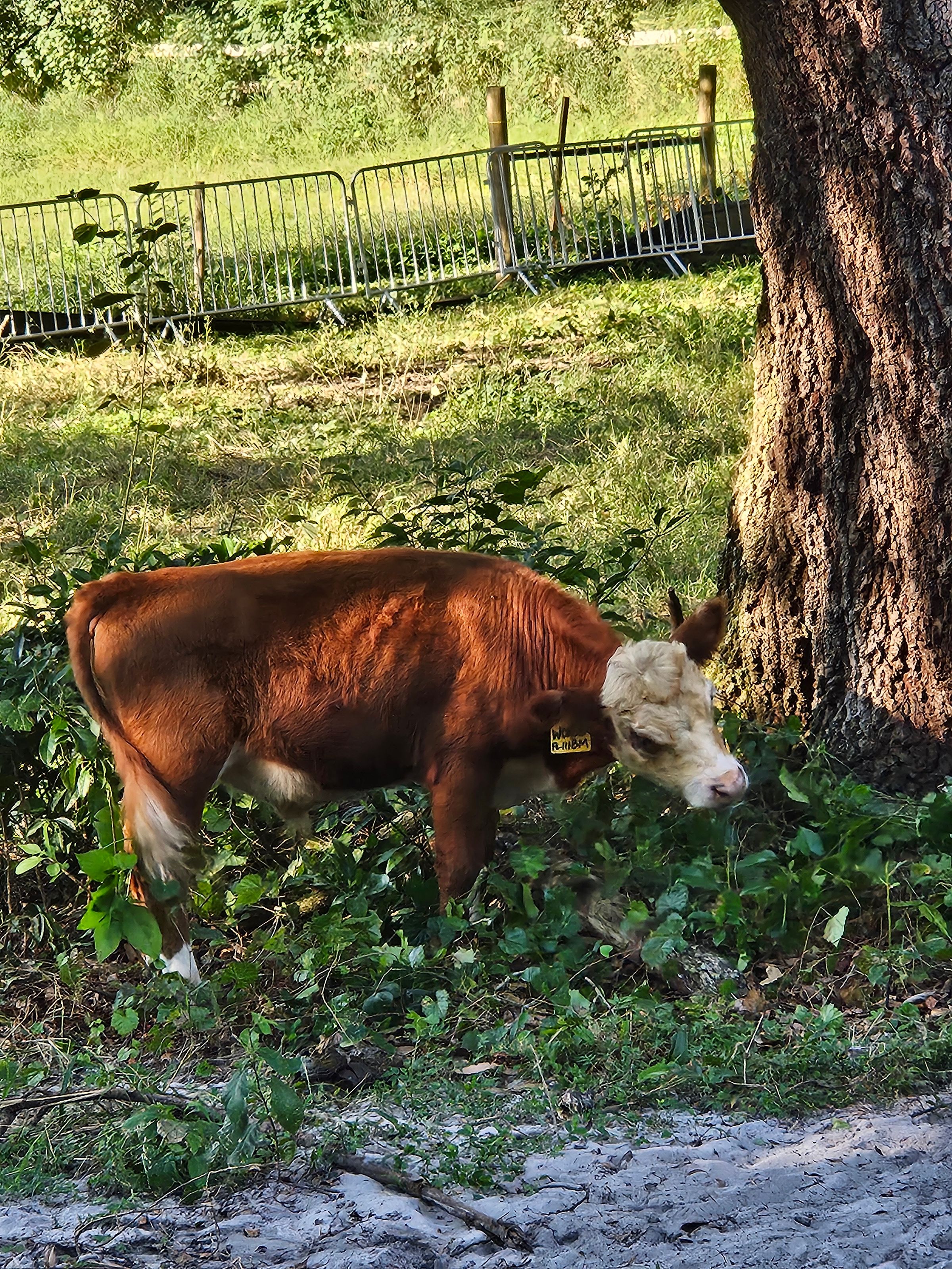 Terra Verde Farm's image