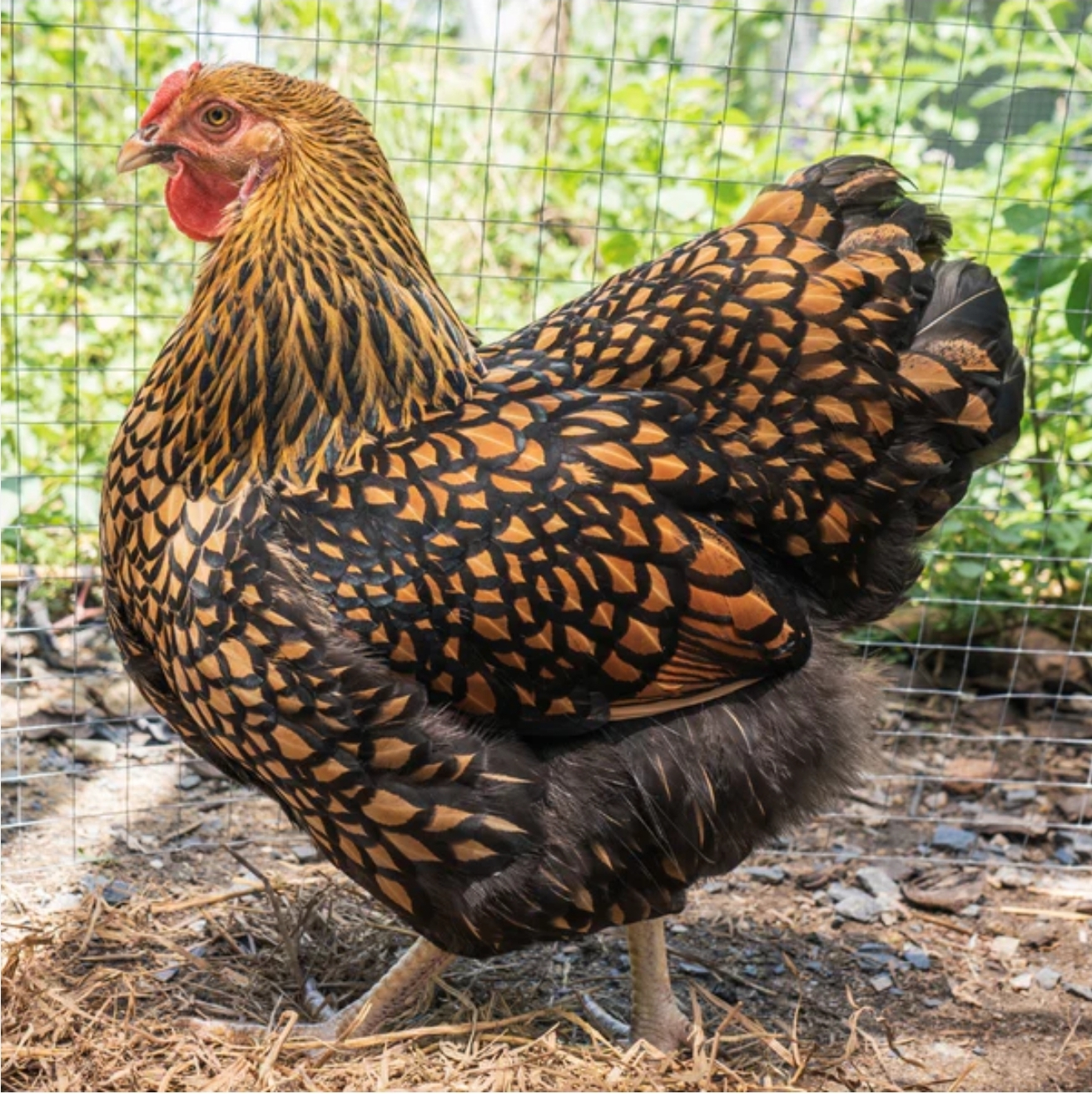 Terra Verde Farm's image