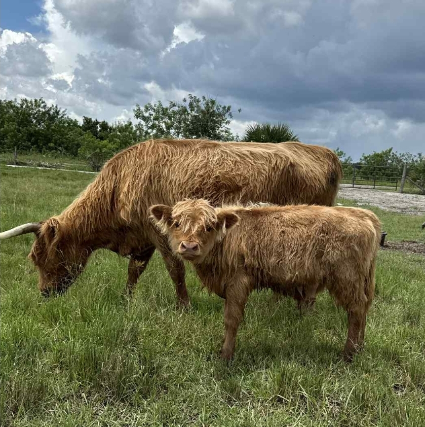 Terra Verde Farm's image