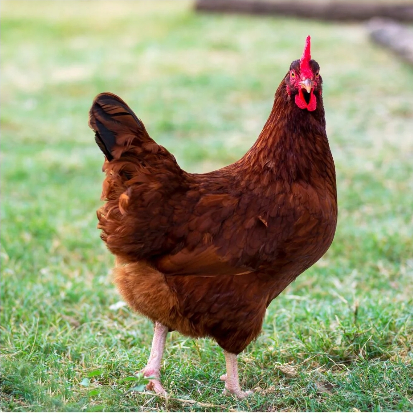 Terra Verde Farm's image