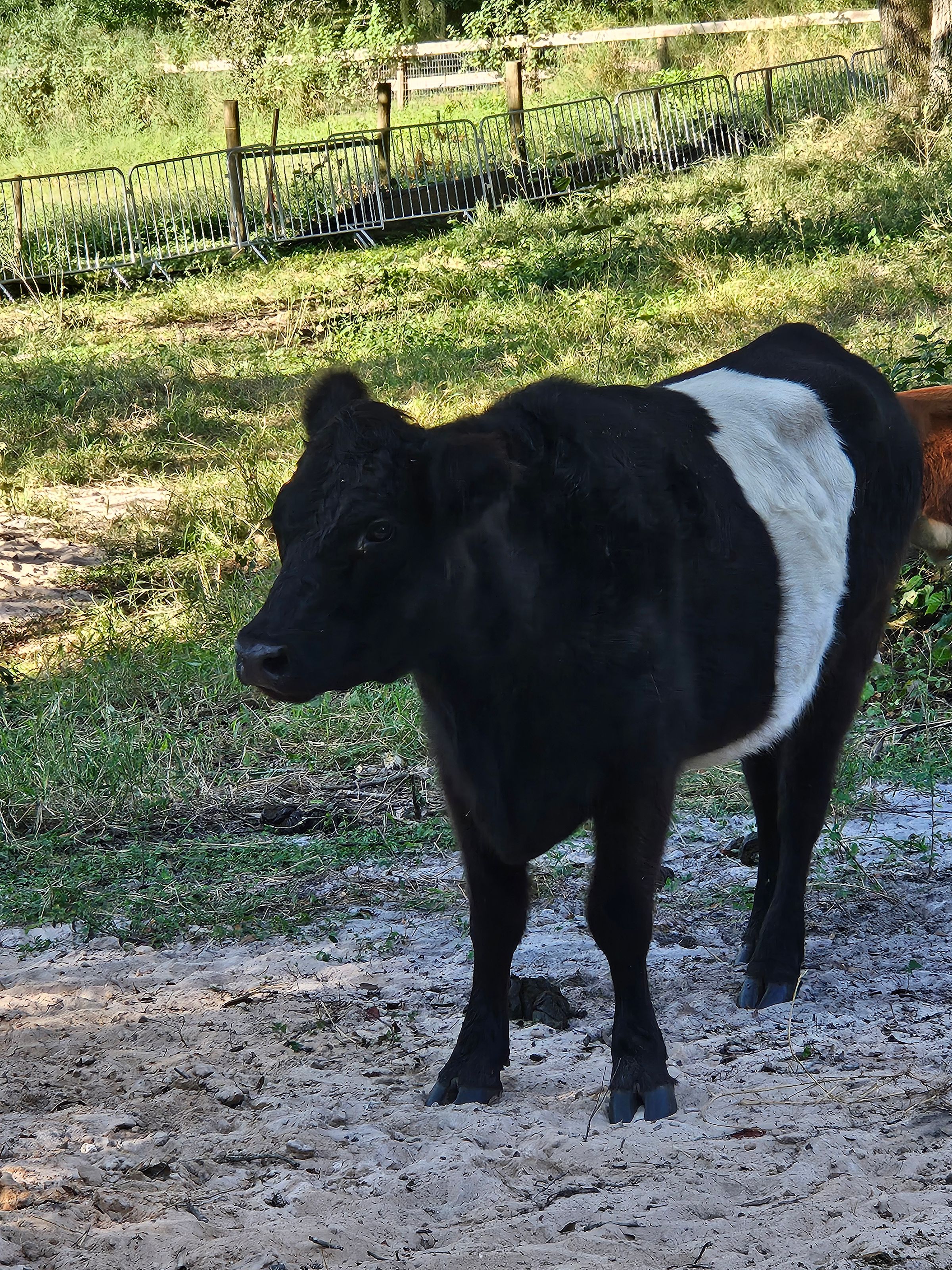 Terra Verde Farm's image