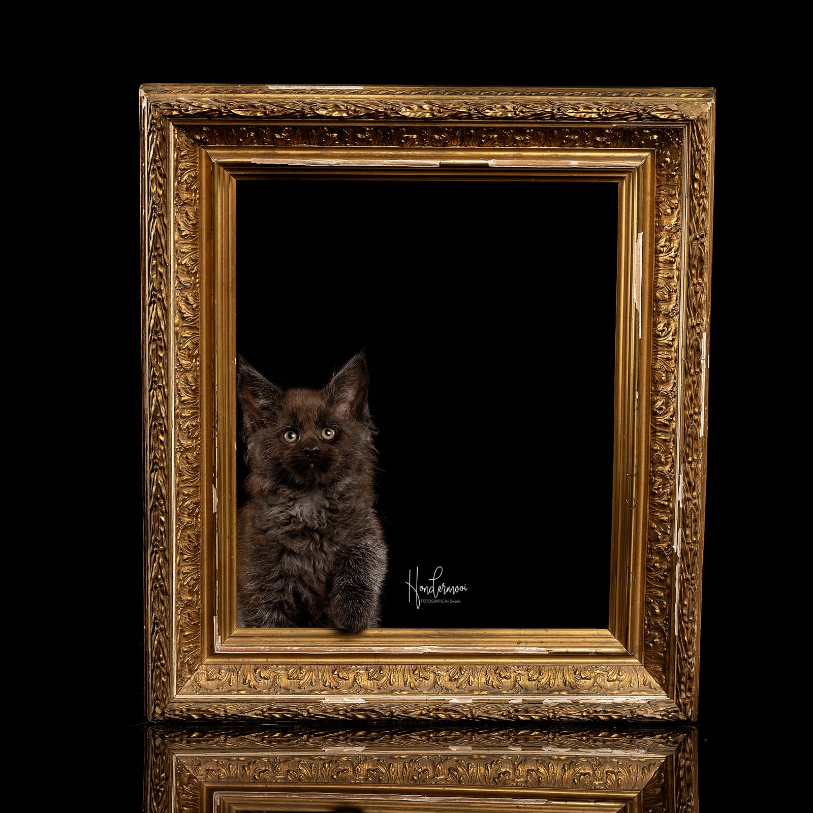 Garden Of Coons's image