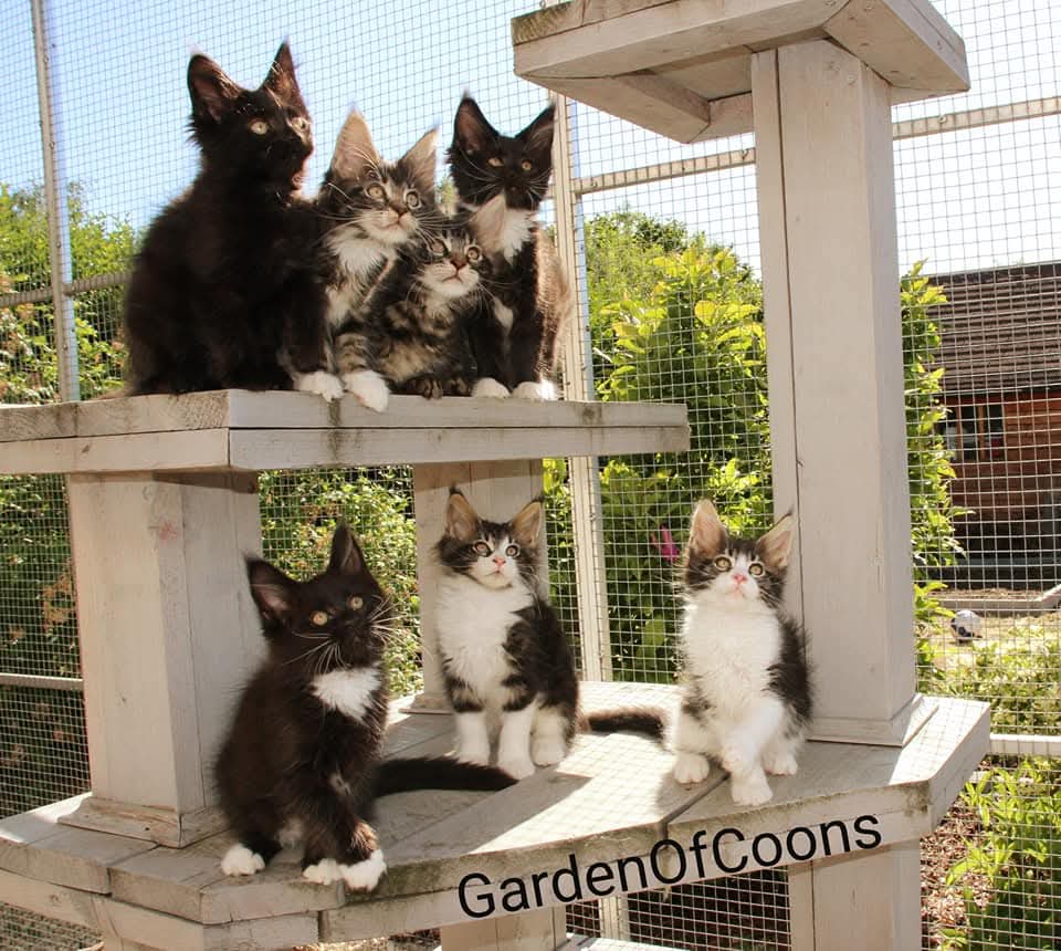 Garden Of Coons's image