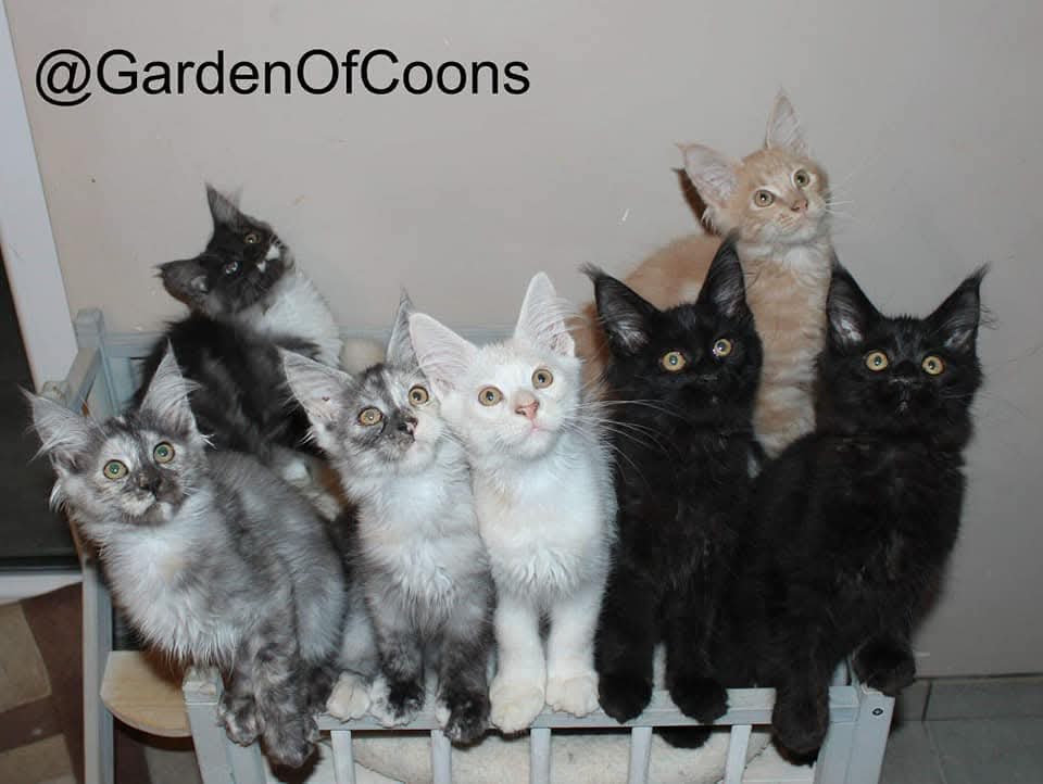 Garden Of Coons's image