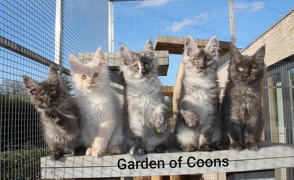 Garden Of Coons's image