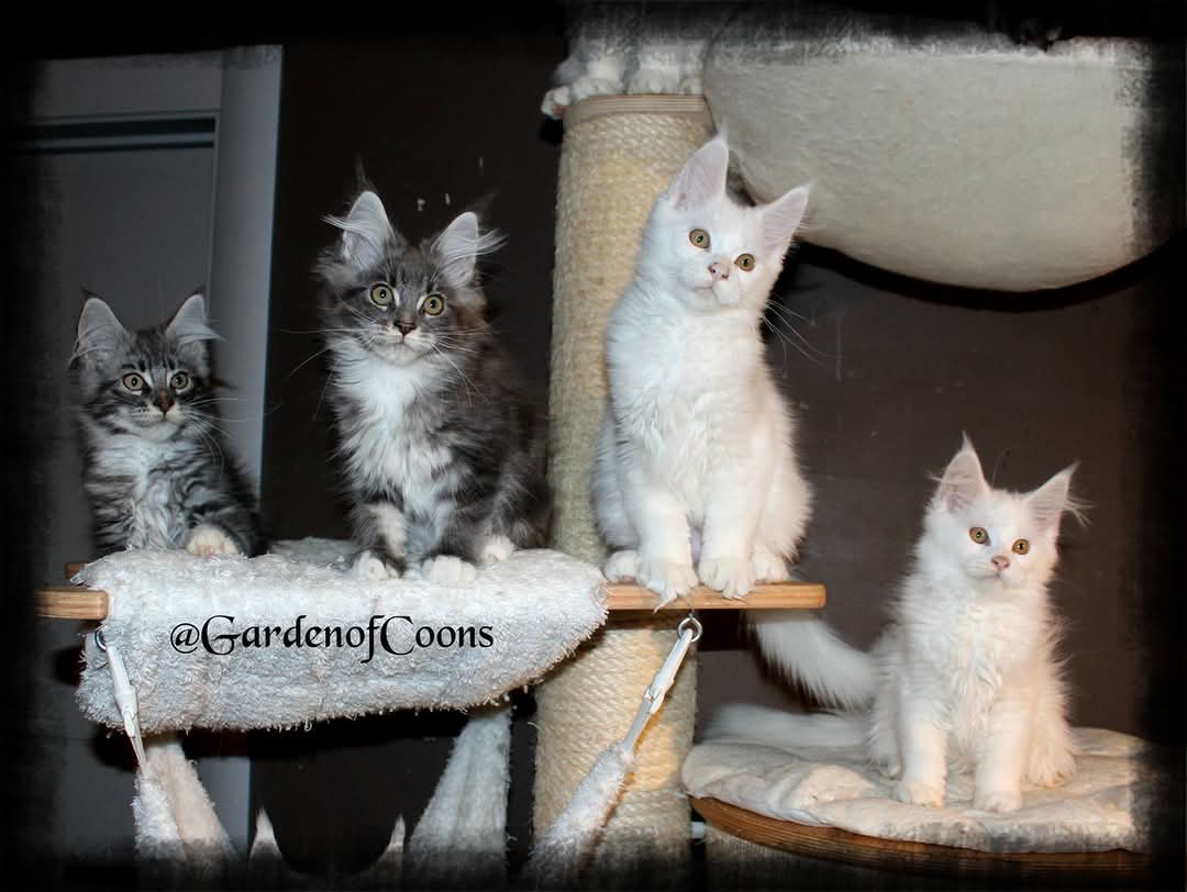 Garden Of Coons's image