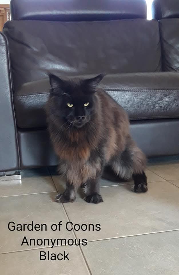 Garden Of Coons's image