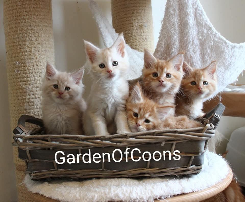 Garden Of Coons's image