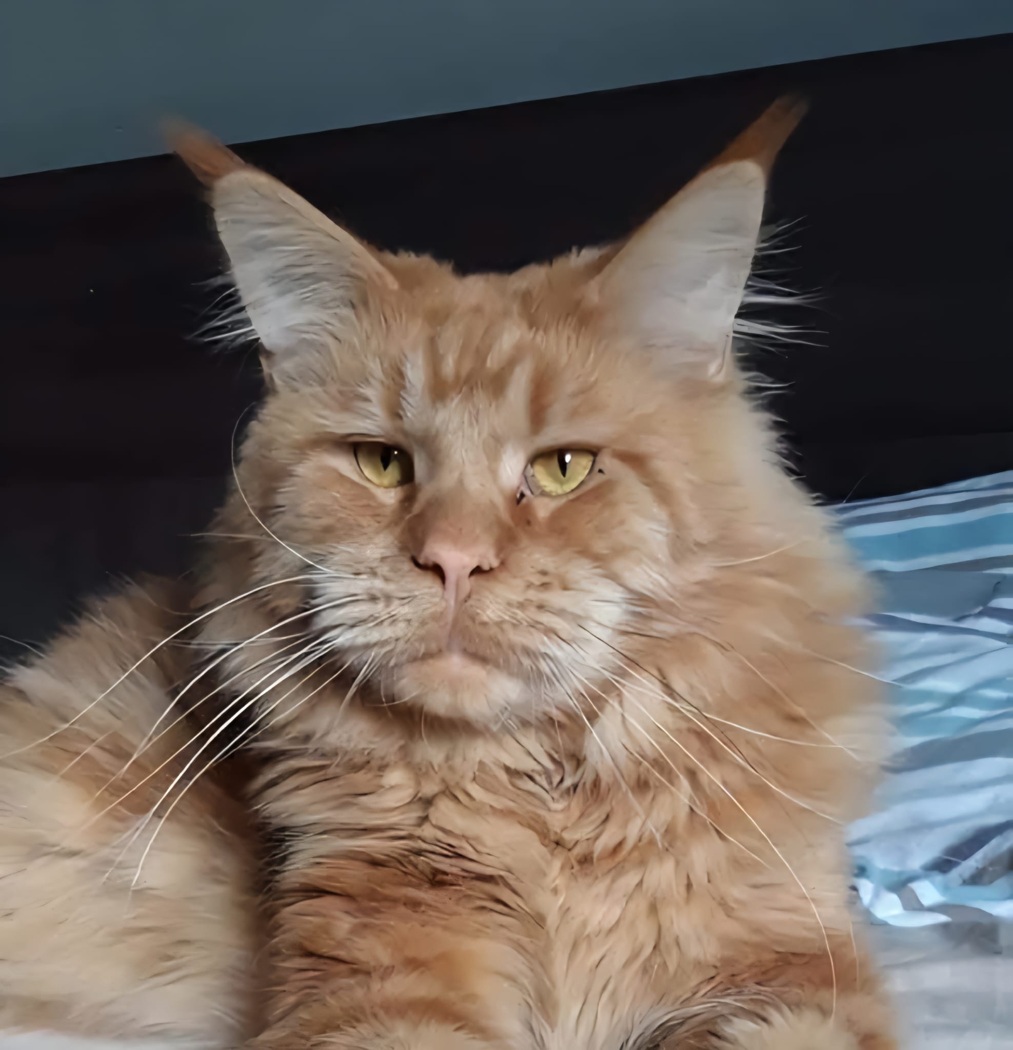 Garden Of Coons's image