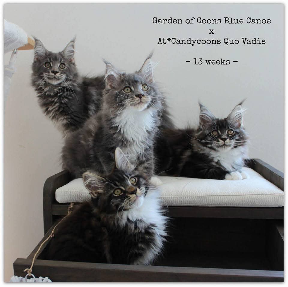 Garden Of Coons's image