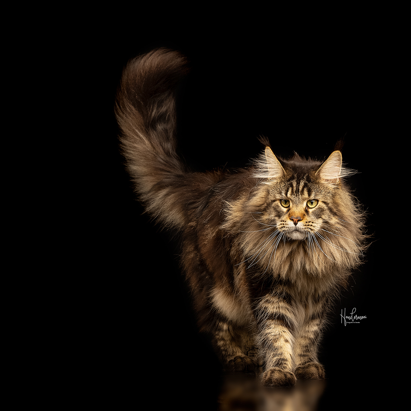 Garden Of Coons's image