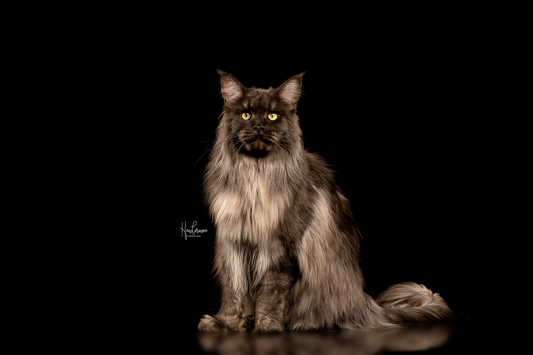 Garden Of Coons's image