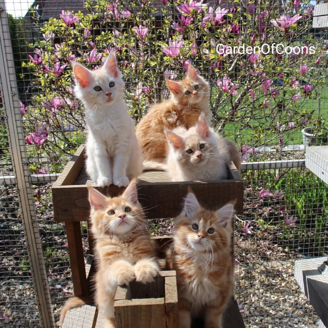 Garden Of Coons's image